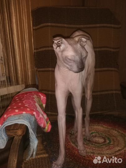 Котята сфинкс