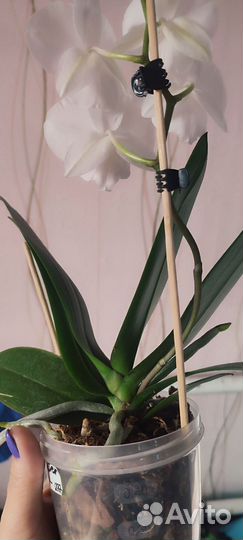 Белоснежный биг лип