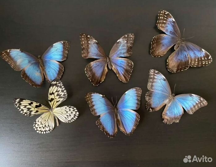 Продам бабочек