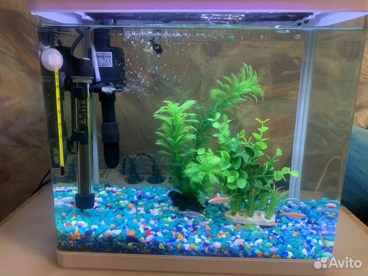 Украшение для аквариума, аквариум, рыбы