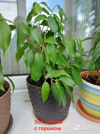 Комнатные цветы