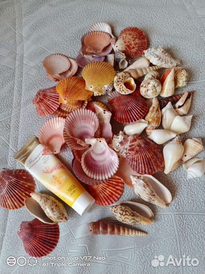 Морские ракушки раковины