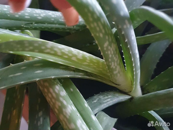 Алое набор растений
