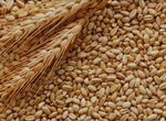 Пшеница ячмень новый урожай 2023 год