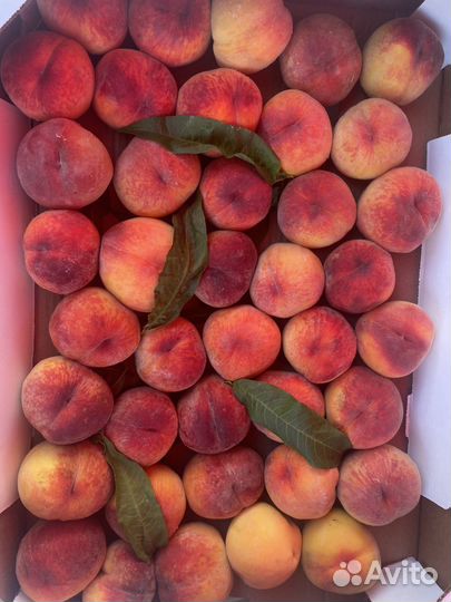 Персик крым