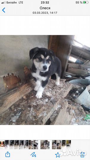 Щенок девочка три месяца