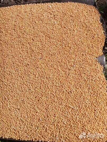 Просо желтое