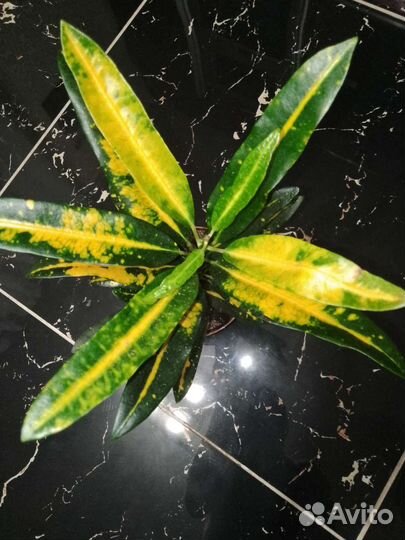 Кодиеум кротон,декабрист жёлтый