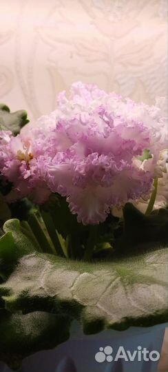 Фиалки сортовые