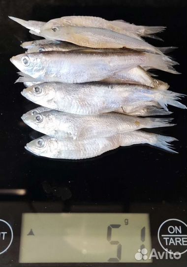 Тюлька охлажденная/замороженная для рыбалки