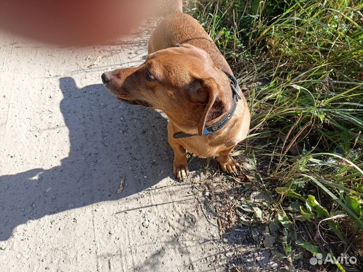 Отдам в добрые руки такса