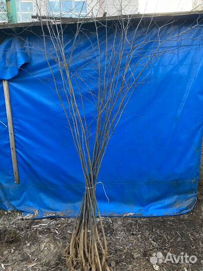 Ирга саженцы