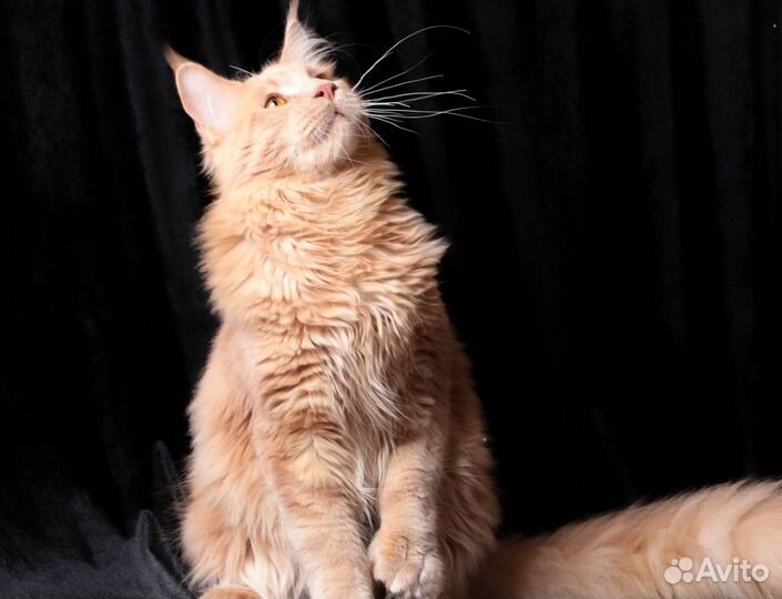 Котята мейн-кун Кремовый мрамор Полидакт