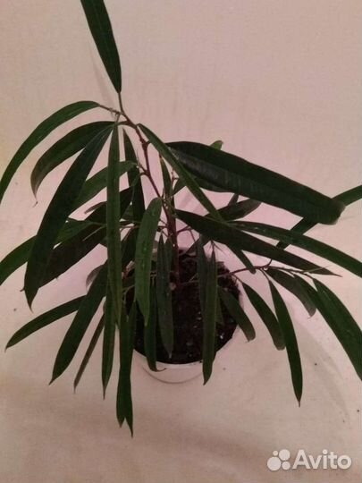 Фикус Биннендийка Али