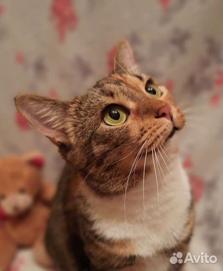 Гладкошерстная молодая кошечка