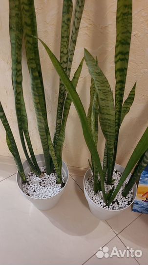 Сансевиерия 1,5м (тёщин язык, щучий хвост)