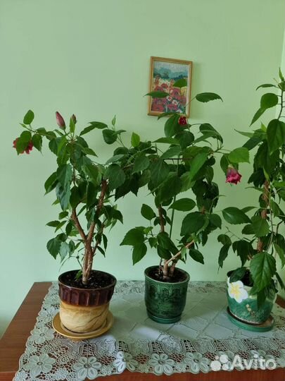 Гибискус,Китайская роза