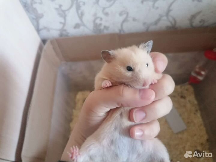 Сирийский хомяк