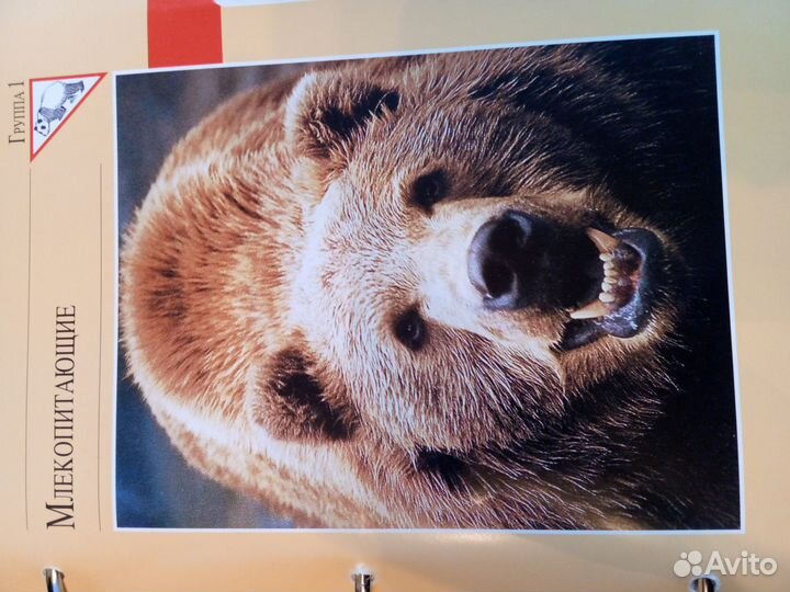 В мире дикой природы. Атлас