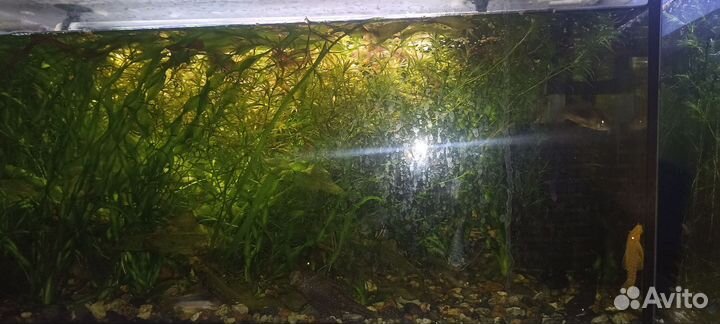 Аквариумы, рыбки, куча аквариумного барахла