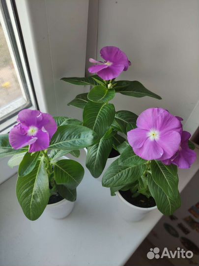 Катарантус