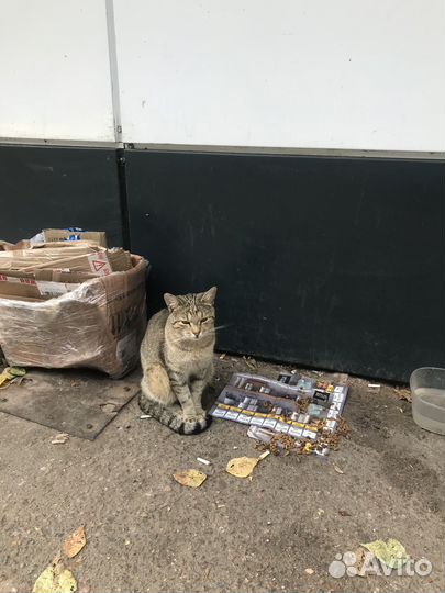 Кошки в добрые руки бесплатно