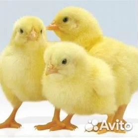 Цыплята бройлеры, несушка