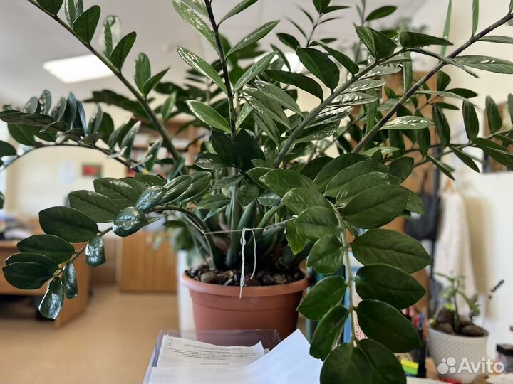 Продам зомиокулкас или евровое дерево