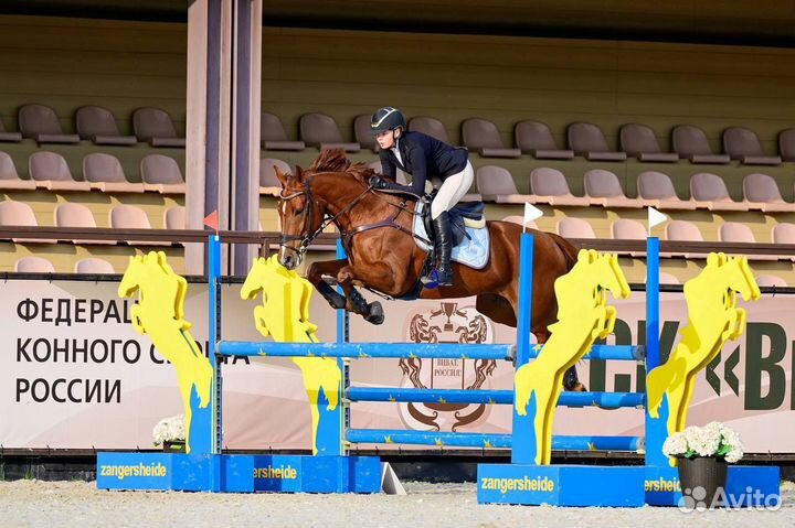 Конкурная лошадь