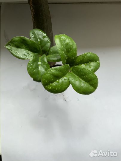 Замиокулькас зензи