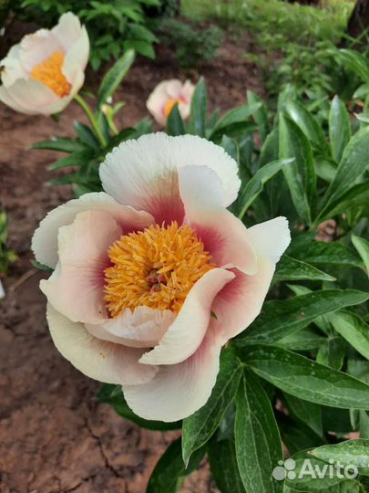 Пион Athena (Афина)