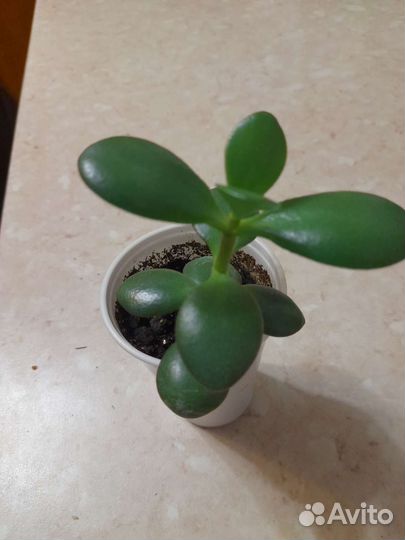 Крассула (толстянка или денежное дерево)