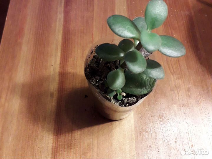 Вербейник,Анемона,Чистец шерстистый