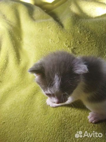 Котята