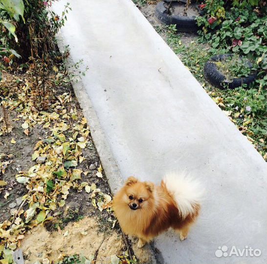 Щенки померанского шпица медвежьего типа
