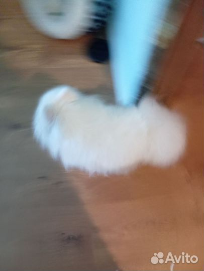 Померанский шпиц