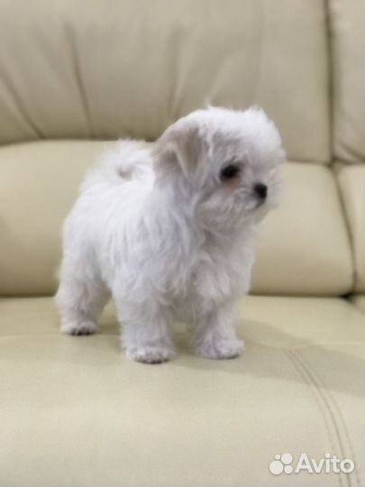 Мини девочка мальтезе
