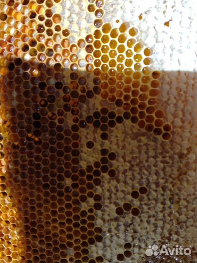 Перга пчелиная