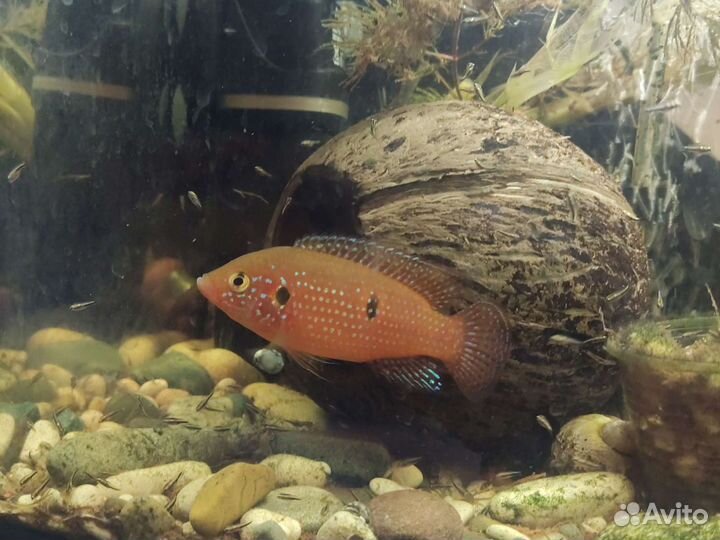 Хромис красавец