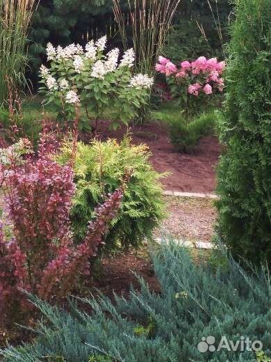 Туя шаровидная