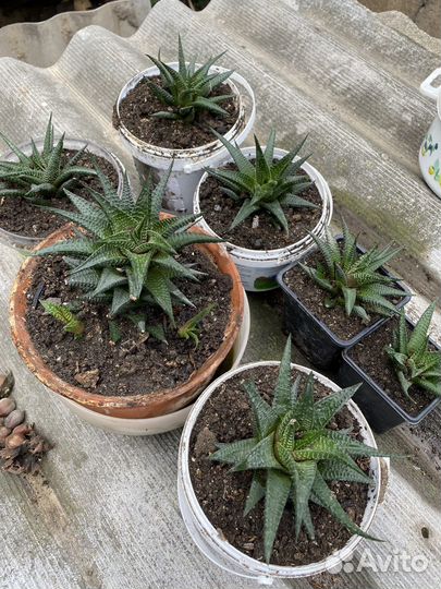 Суккуленты хавортия