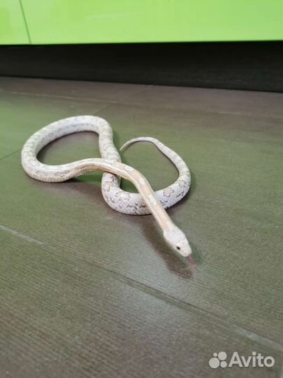 Маисовый полоз вязка