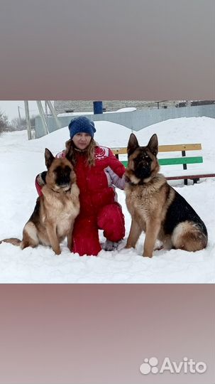 Немецкая овчарка