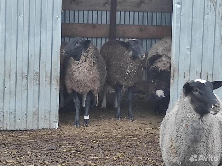 Овцы бараны ягнята