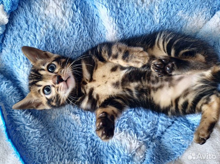 Бенгальские котята