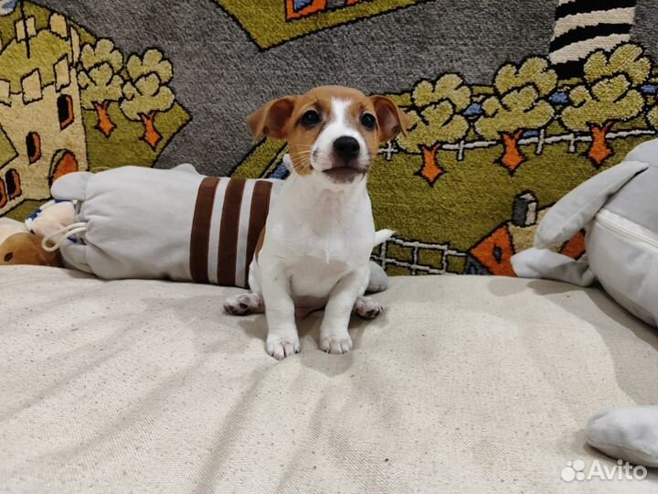 Щенки джек Рассел терьер