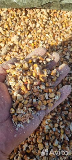 Кукуруза кормовая