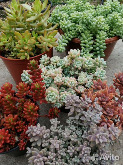 Суккуленты (черенки)
