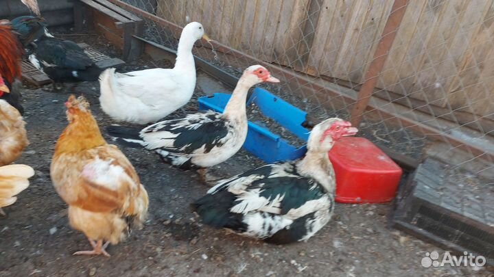 Яйцо домашнее