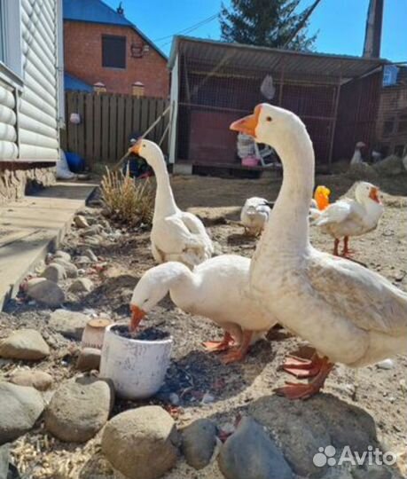 Гуси на племя